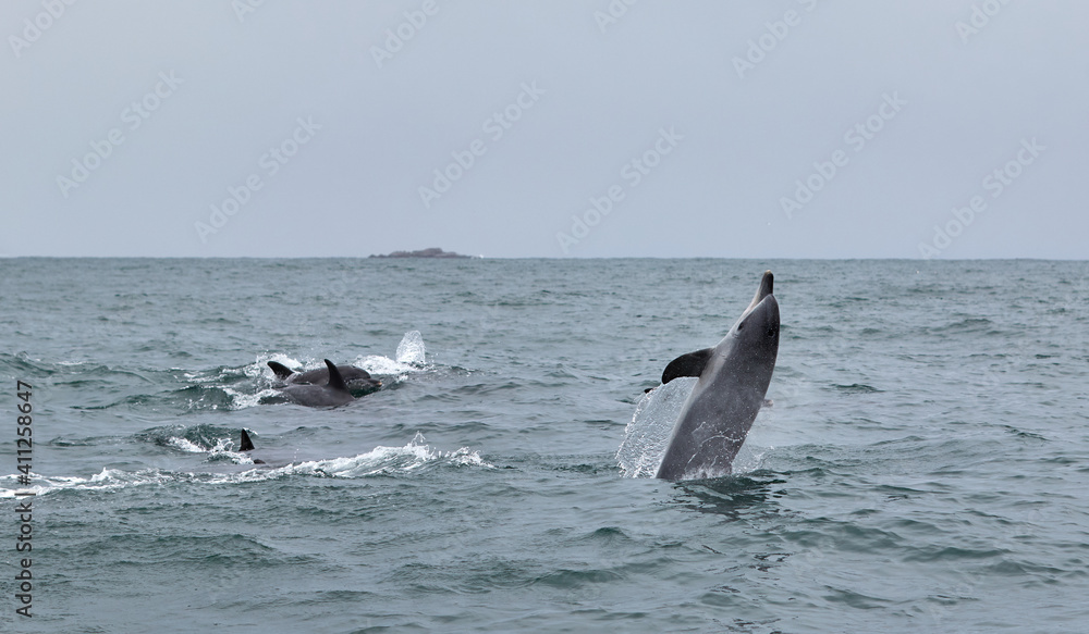 Fototapeta premium Dolphin swimming on his tail at Algoa Bay