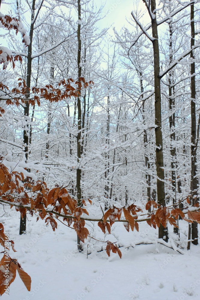 Beech leaves in winter. Winter in the forest. Poland Winter.