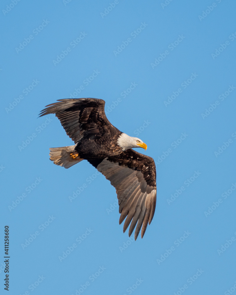 Obraz premium Bald Eagle soaring