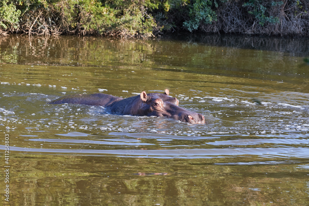 Fototapeta premium Hippo in the water in South Africa
