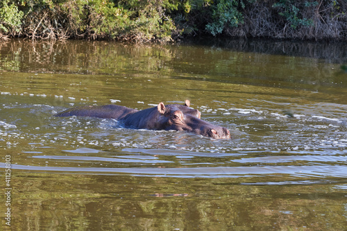 Hippo in the water in South Africa