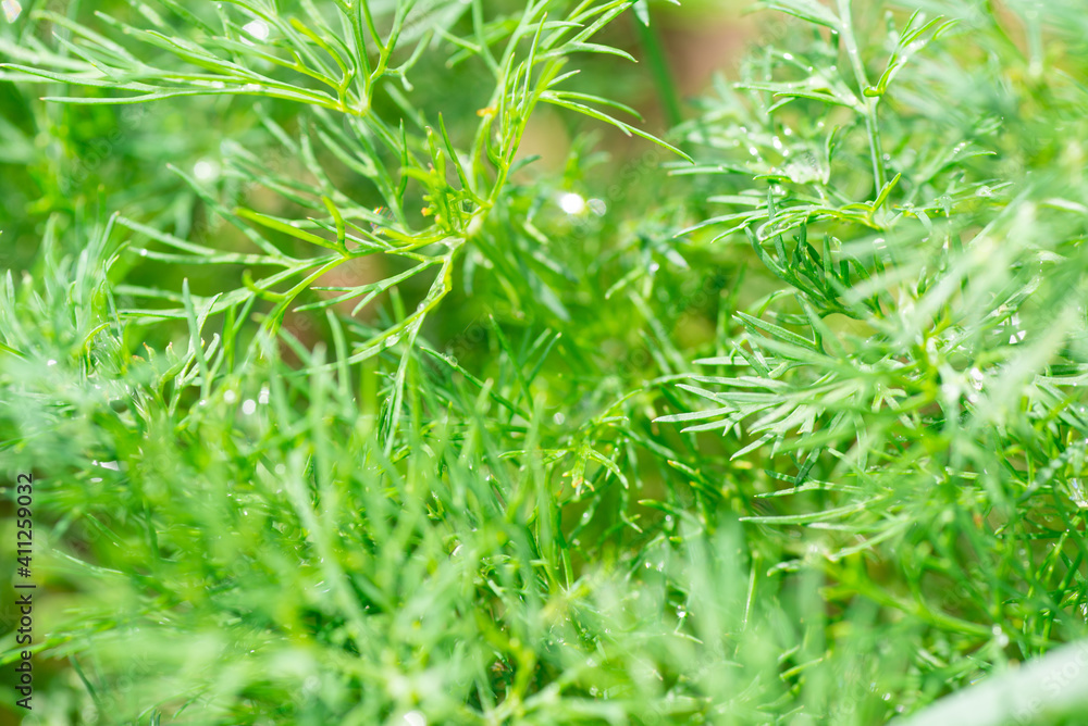 Dill grows in the garden Dill grows in the garden
