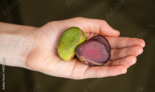 Kola Nuts in Hand