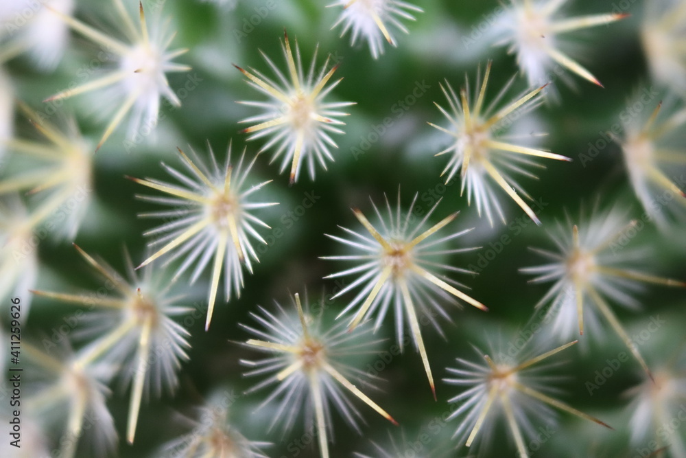 beautiful cactus with skewers for your pain defense protection beautiful cactus with skewers for your pain defense protection