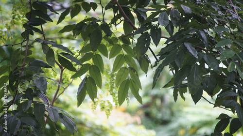 green leaves of a tree