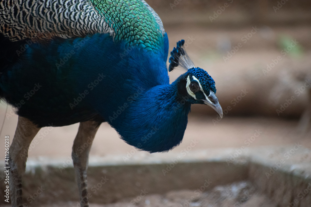 Fototapeta premium Blue Congo peacock, are known as peafowl.