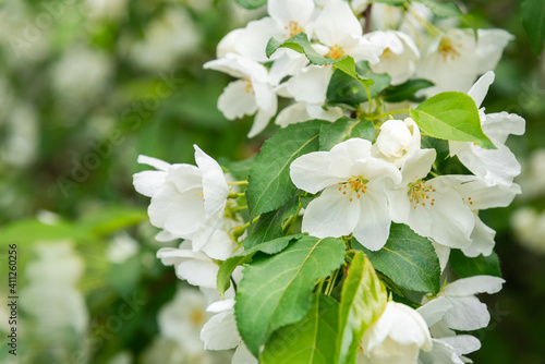Blossoming apple tree brunch with white flowers