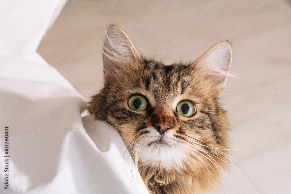 Funny brown striped cute green-eyed kitten lies under a white blanket and sheets. Brown cat lies in white bedding. Cat in bed concept