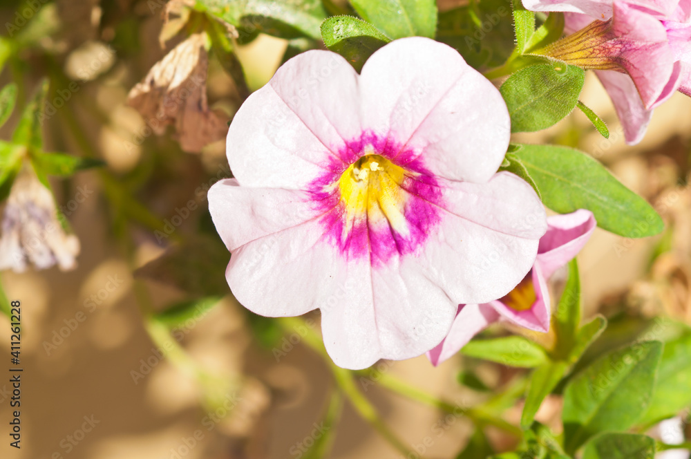 front, top view, close up of a tropical white and purple flower, blooming, in a tropical residential garden front, top view, close up of a tropical white and purple flower, blooming, in a tropical residential garden