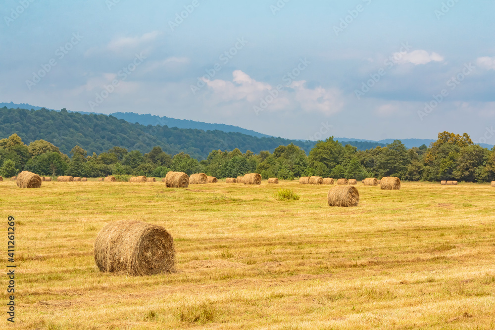 A field with round haystacks after harvest. A field with round haystacks after harvest.