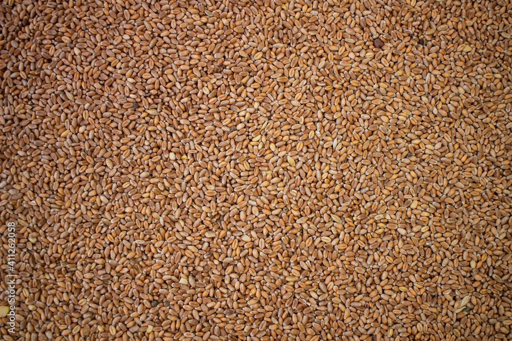 Enkir variety wheat seed texture. Compact pile of seeds on a plane, photographed from above. Golden seeds. Concept of agriculture, farmer, work, fields, life, nature, fruits of nature Enkir variety wheat seed texture. Compact pile of seeds on a plane, photographed from above. Golden seeds. Concept of agriculture, farmer, work, fields, life, nature, fruits of nature