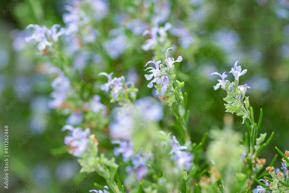 Rosemary blooms in the garden Rosemary blooms in the garden
