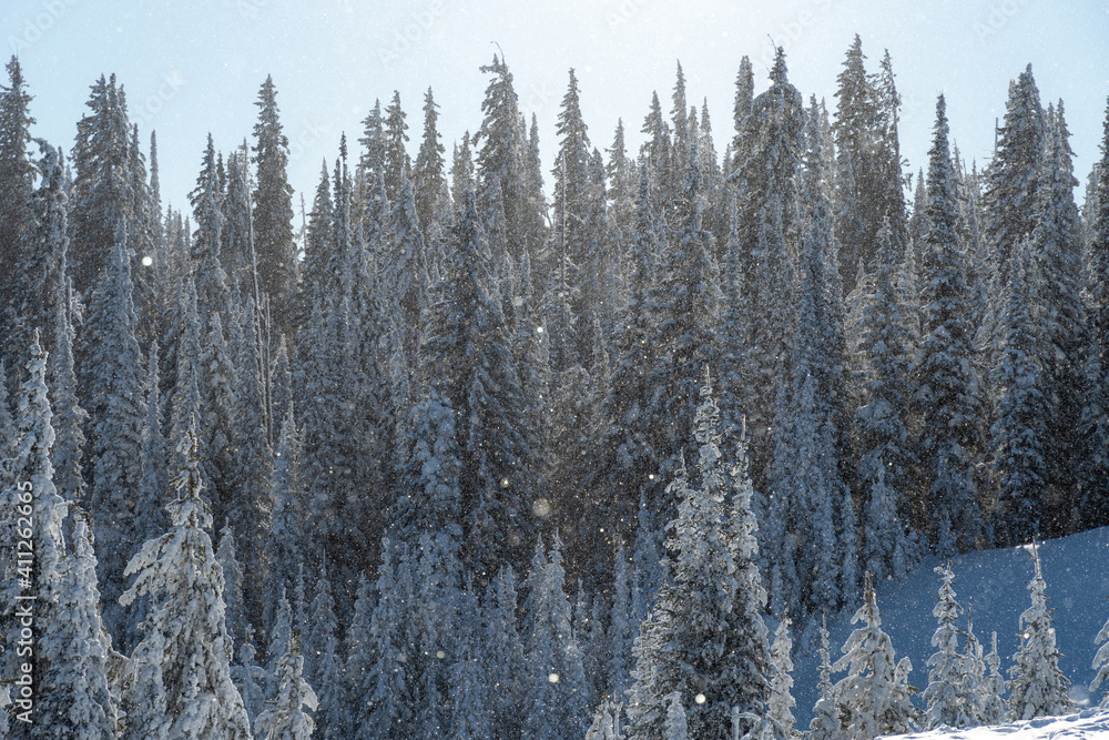 Diamond dust snowy pine trees Diamond dust snowy pine trees