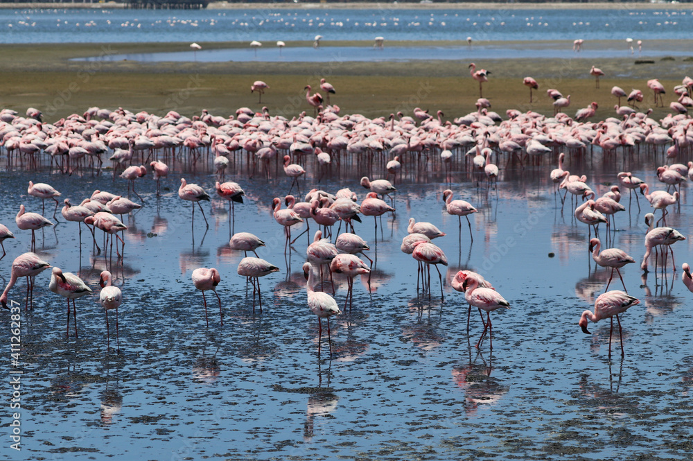 Fototapeta premium Pink Flamingos - Walvis Bay, Namibia, Africa