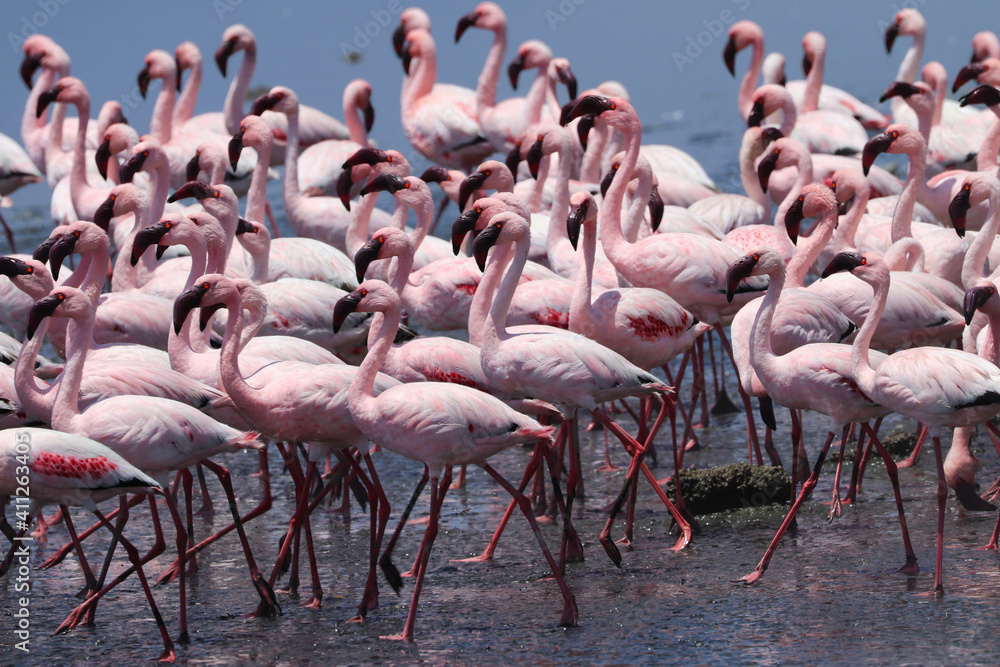 Fototapeta premium Pink Flamingos - Walvis Bay, Namibia, Africa