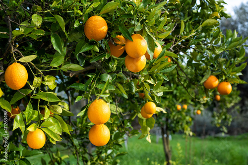 Ripe oranges hanging between the leaves on the branches of the trees of an organic citrus grove, in winter. Traditional agriculture.