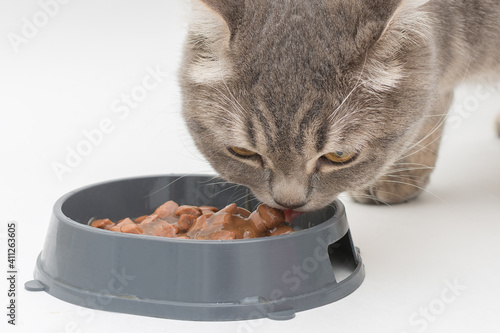 close-up of a gray tabby cat eating tasty food from a bowl. Horizontal photo. The concept is delicious, healthy food for pets, which is eaten with appetite.