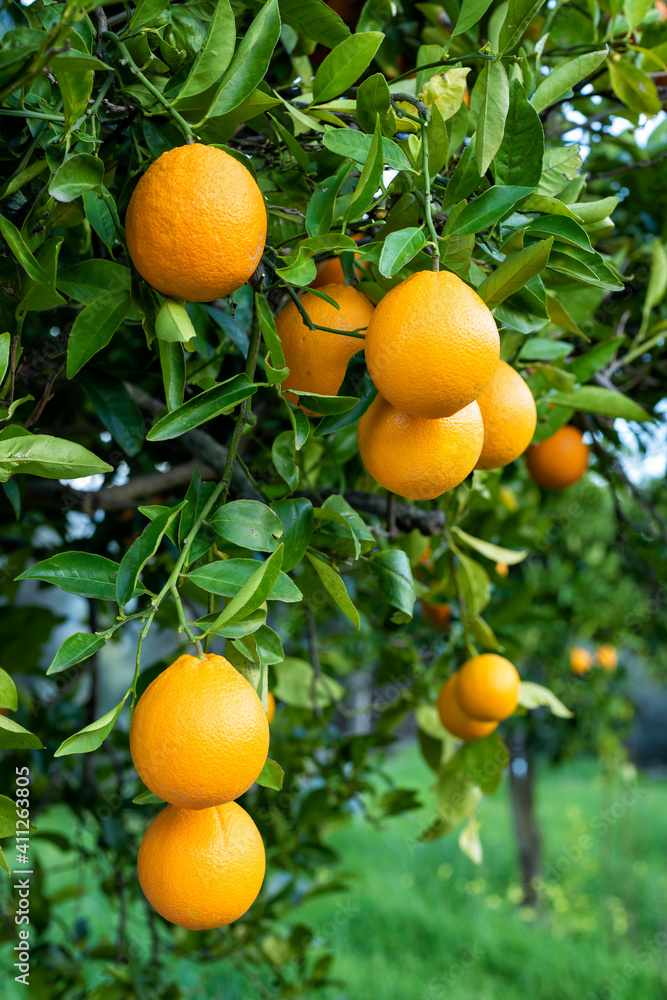 Ripe oranges hanging between the leaves on the branches of the trees of an organic citrus grove, in winter. Traditional agriculture. Ripe oranges hanging between the leaves on the branches of the trees of an organic citrus grove, in winter. Traditional agriculture.