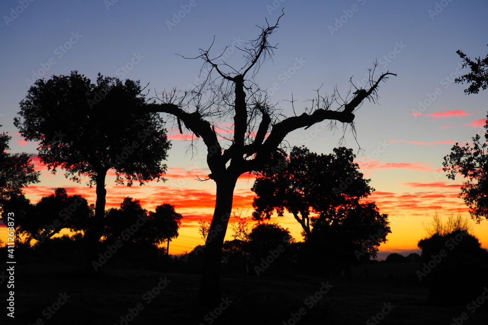 Dry tree in Castilla at dusk