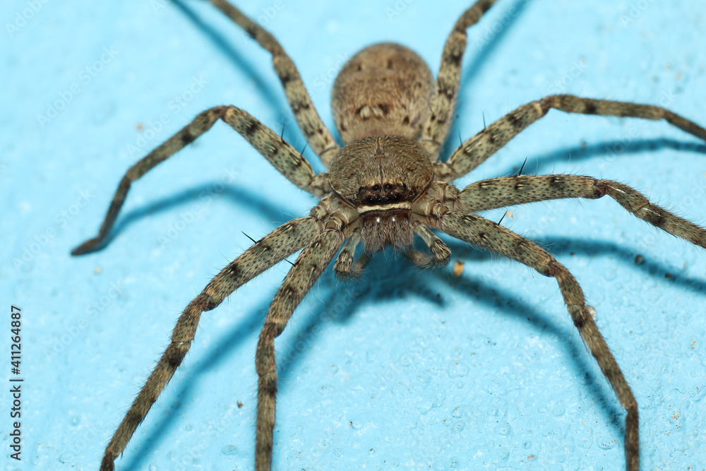 Close up head wolf spider is insect animal on blue color cement floor Close up head wolf spider is insect animal on blue color cement floor