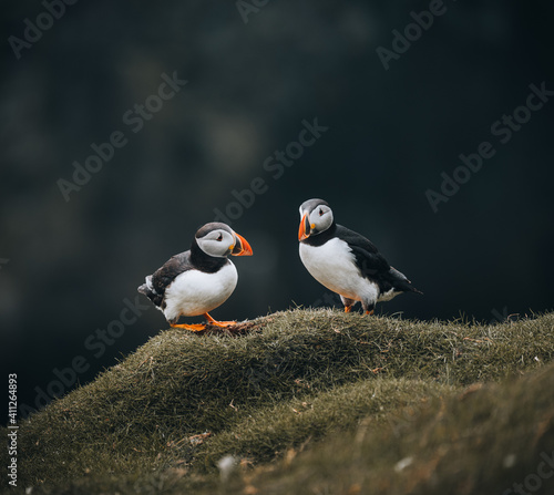 Atlantic Puffins bird or common Puffin in ocean blue background. Fratercula arctica. Shot in Faroe Islands in North Atlantic.