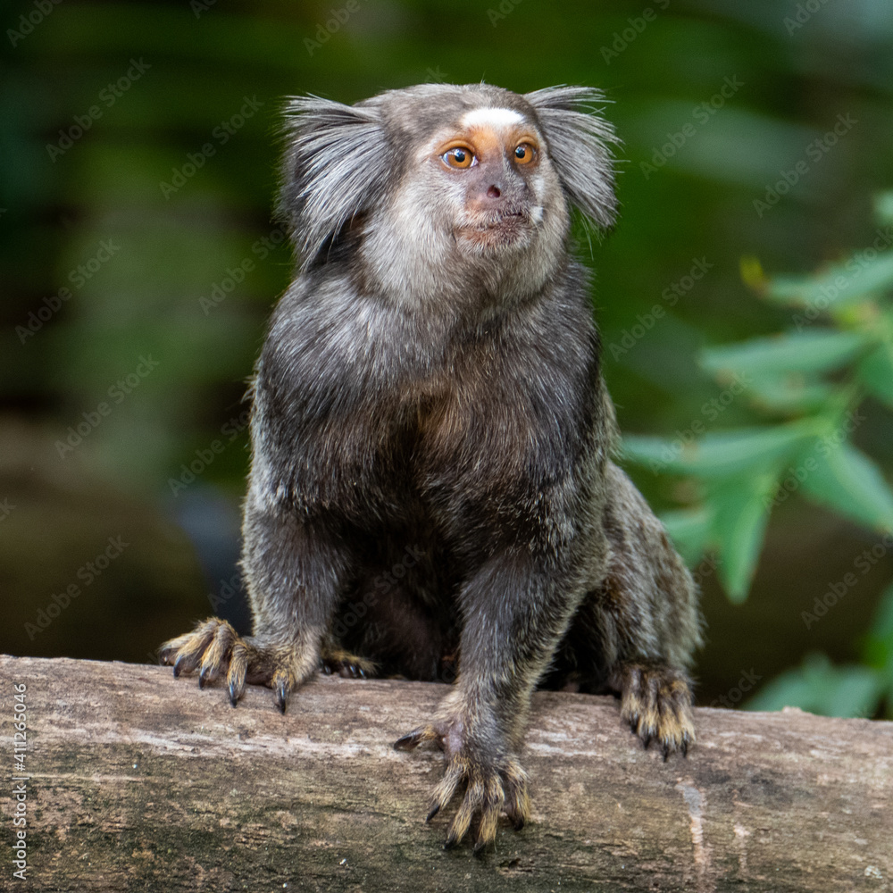 Close up of a Black-tufted marmoset, Atlantic Forest, Brazil Close up of a Black-tufted marmoset, Atlantic Forest, Brazil