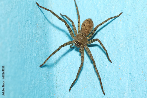 Close up head wolf spider is insect animal on blue color cement floor © pumppump