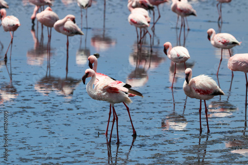 Pink Flamingos - Walvis Bay, Namibia, Africa