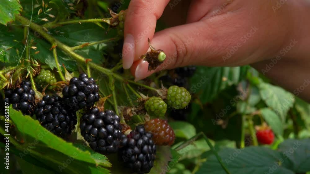 Female hands are taking juicy ripe blackberries from the branches. Blackberry harvest in the garden on a summer sunny day. Blackberry on the bush branches. 