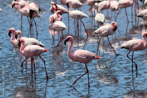 Pink Flamingos - Walvis Bay, Namibia, Africa