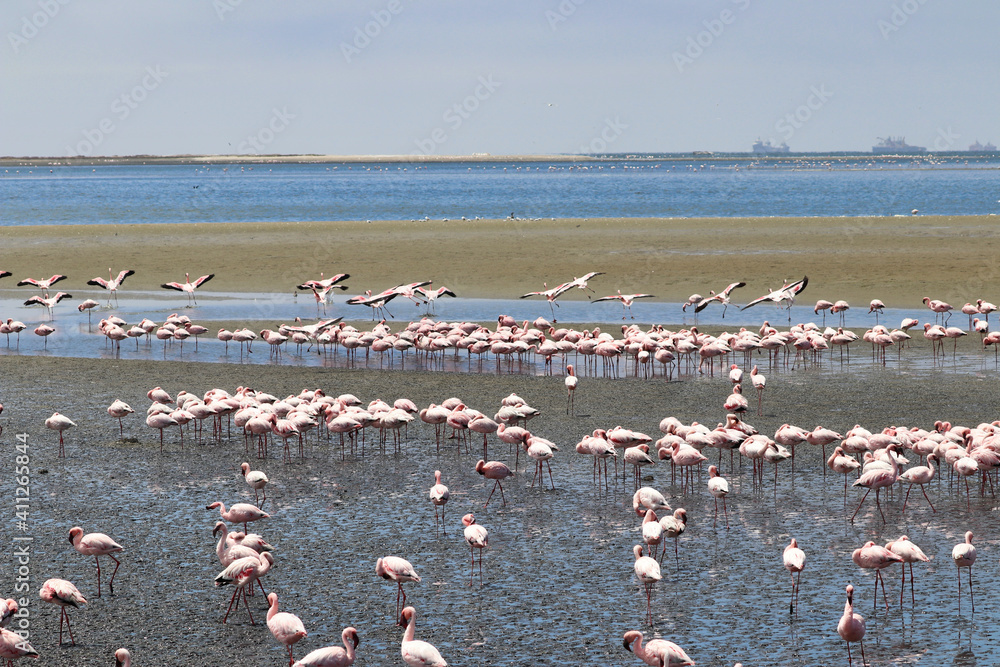 Fototapeta premium Pink Flamingos - Walvis Bay, Namibia, Africa