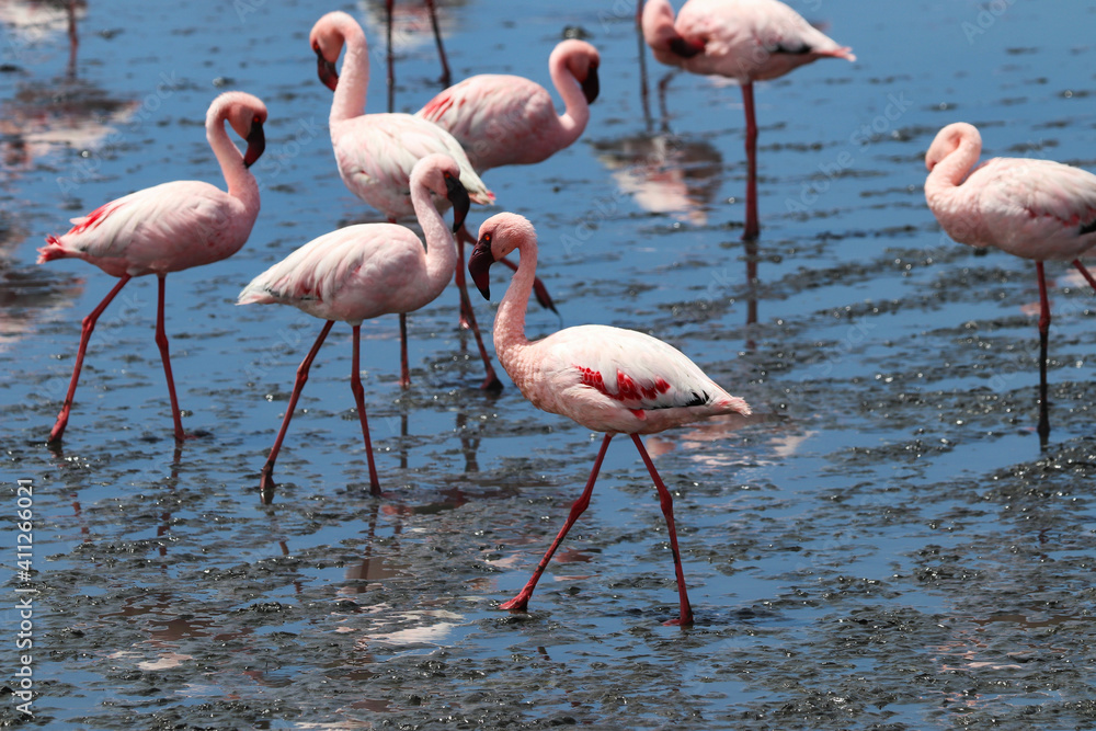 Fototapeta premium Pink Flamingos - Walvis Bay, Namibia, Africa