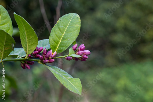 Lemon tree that is a new lemon tree and purple color flowers