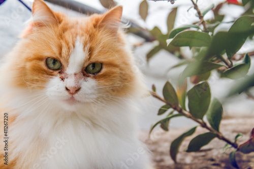 Wallpaper Mural Gato Torontodigital.ca