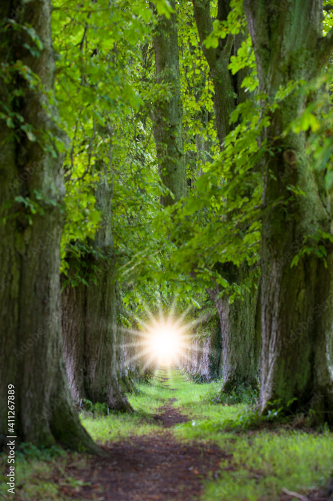 Obraz premium Waldbaden bringt Entspannung für Körper, Geist und Seele