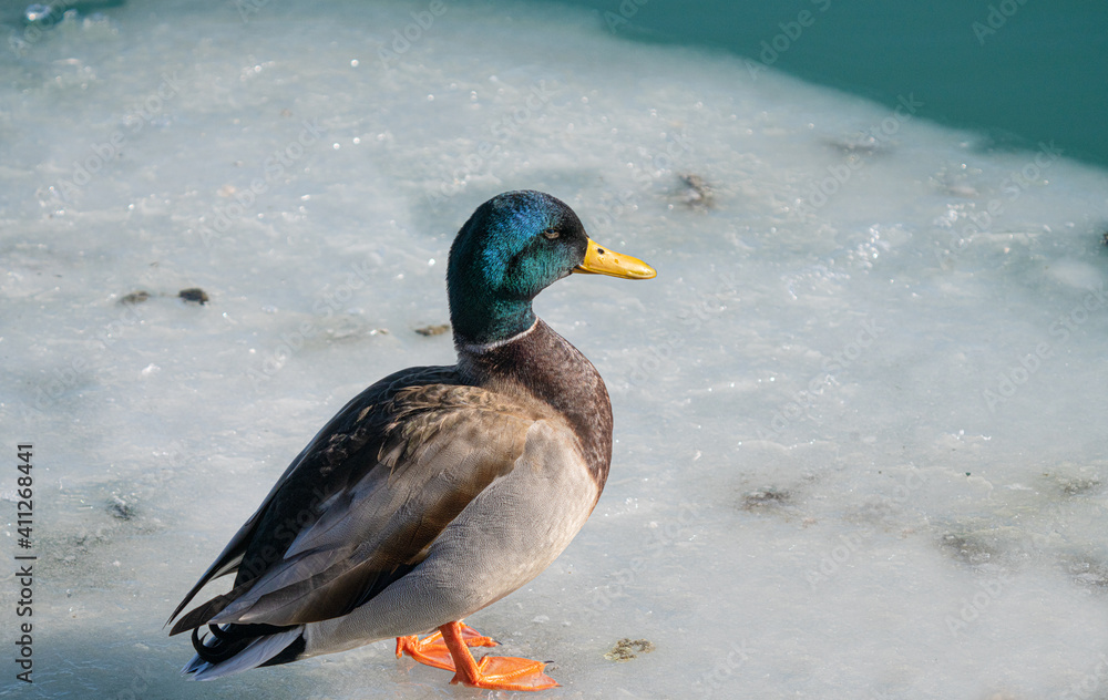 mallard duck perched on ice during the winter in the great lakes mallard duck perched on ice during the winter in the great lakes