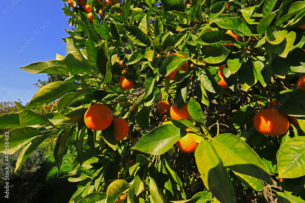 Orange trees and ripe fruits in the garden.