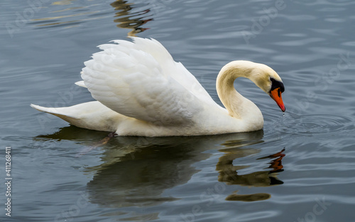 Fototapeta Naklejka Na Ścianę i Meble -  Aggressive white swan with spread wings swimming on lake, symmetrical reflections in water 