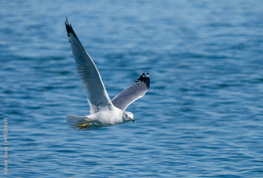 seagull soars with wings spread on a vibrant sunny day in winter seagull soars with wings spread on a vibrant sunny day in winter