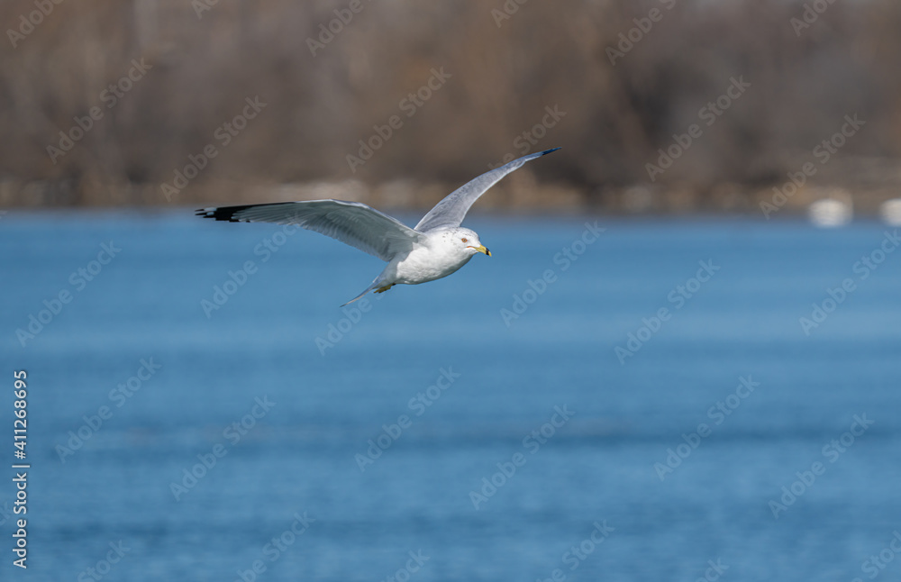 seagull soars with wings spread on a vibrant sunny day in winter seagull soars with wings spread on a vibrant sunny day in winter