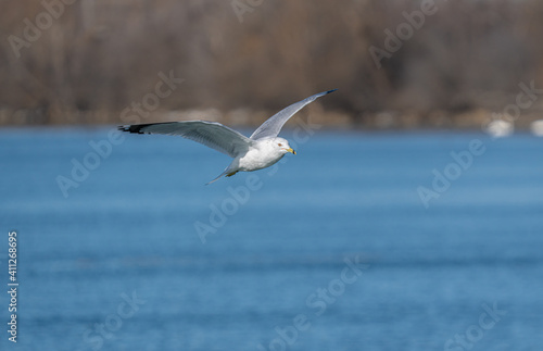 seagull soars with wings spread on a vibrant sunny day in winter