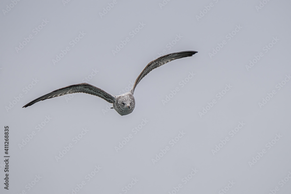 seagull with wings stretched wide soar on the skies above you seagull with wings stretched wide soar on the skies above you