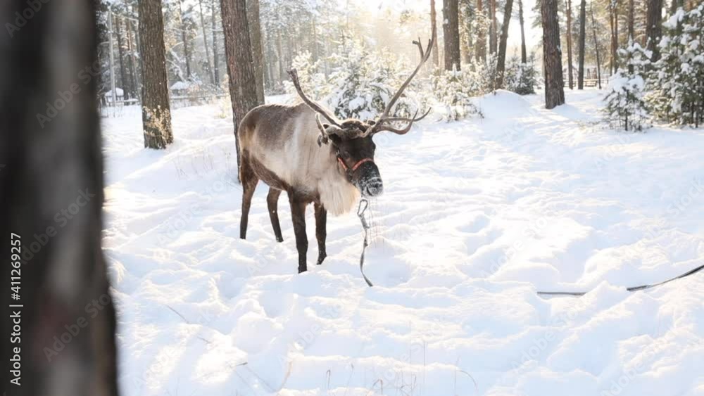 reindeer in a pine forest against a sunset background reindeer in a pine forest against a sunset background
