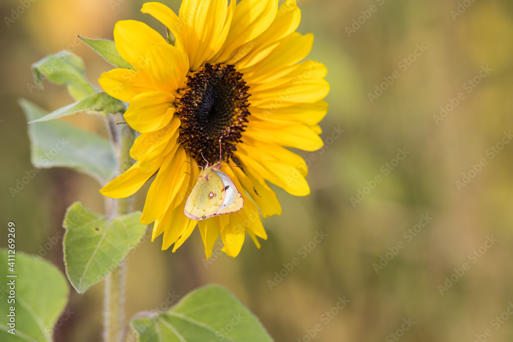 Young sunflowers grow in summer on the field. Yellow flowers and green leaves play in the sun. In the afternoon a blue cloudy sky before a thunderstorm. Young sunflowers grow in summer on the field. Yellow flowers and green leaves play in the sun. In the afternoon a blue cloudy sky before a thunderstorm.