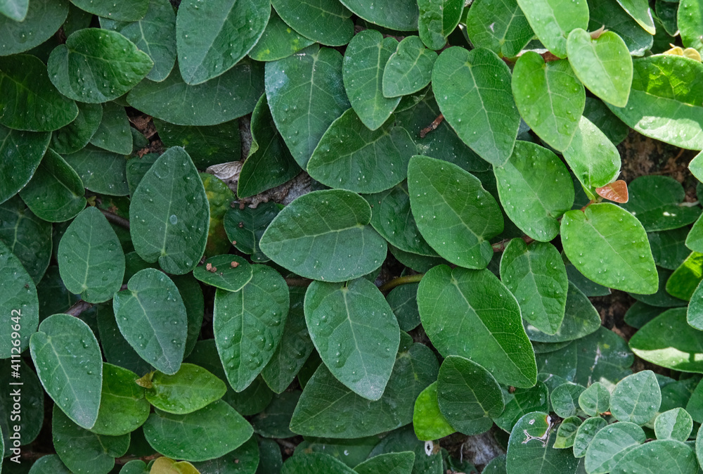 fresh creeping fig or ficus green leaves ivy on wall. Natural organic pattern plant tree. climbing beauty growing creeping with copy space. fresh creeping fig or ficus green leaves ivy on wall. Natural organic pattern plant tree. climbing beauty growing creeping with copy space.