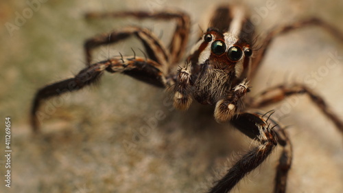 jumping spider
