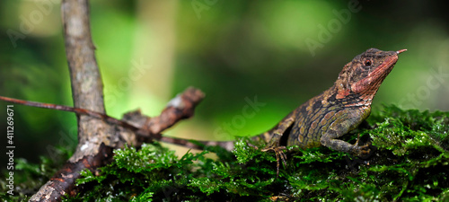 Rhino-horned lizard // Stachelnasen-Agame, Hornagame (Ceratophora stoddartii) female / Weibchen - Horton Plains National Park, Sri Lanka photo