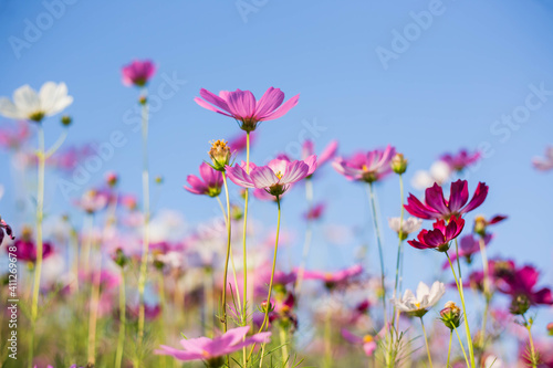 cosmos flowers in the flower garden with sunset