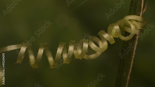 plant