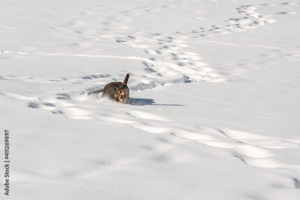 Naklejka premium swiss avalanche search dog enjoys the deep snow in the swiss alps before he has to work